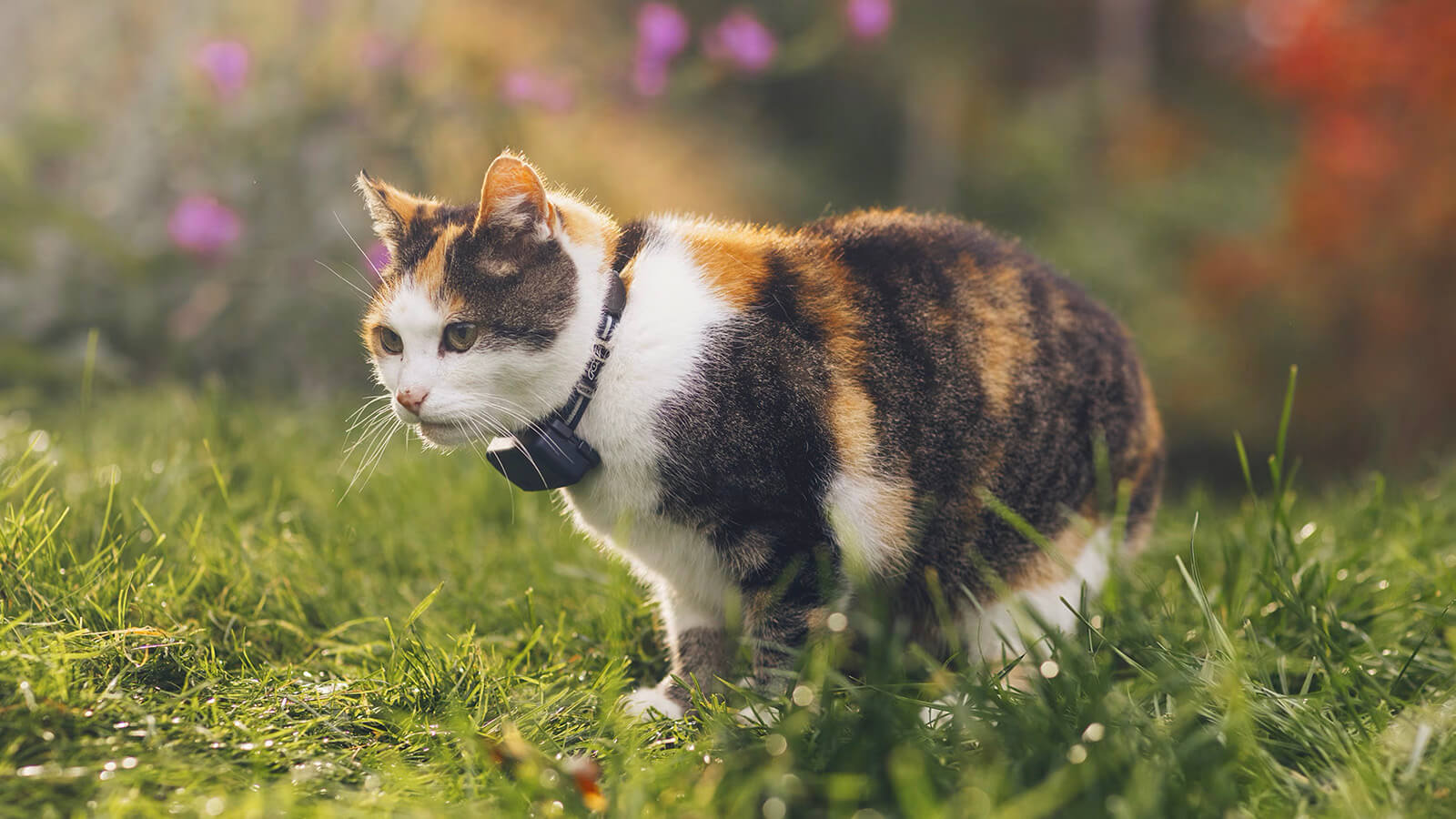 Tractive Works with Homey Cat Tracker