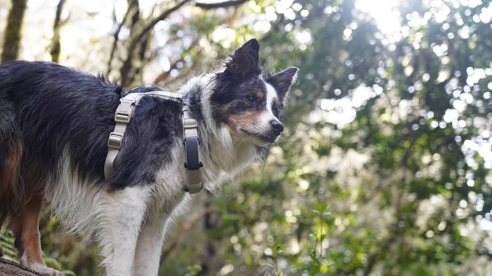 Tractive Works with Homey Dog Tracker